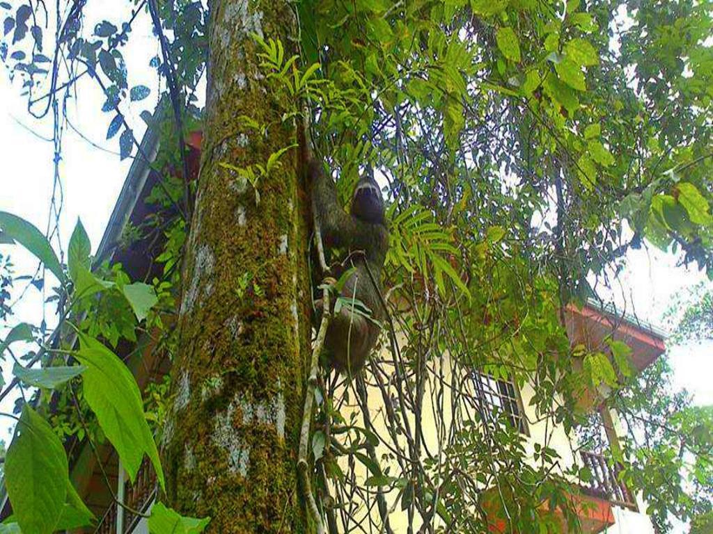 Hotel Tres Banderas Manuel Antonio Buitenkant foto